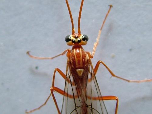 Ophion (obscuratus)